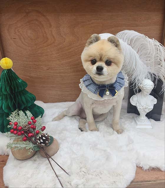 단델리온 · 네이버 지도·플레이스 4