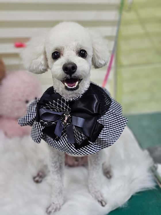 아프리카펫센터 · 네이버 지도·플레이스 7