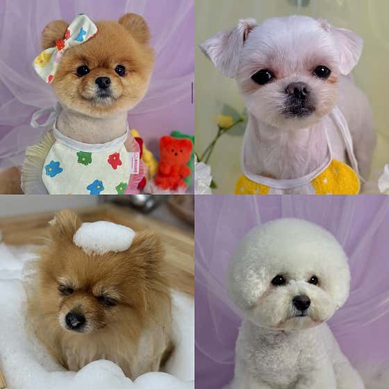 뽀도기 대표이미지
