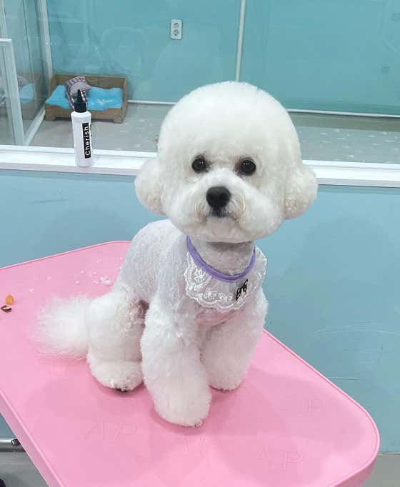 몽언니애견미용실 · 네이버 지도·플레이스 6