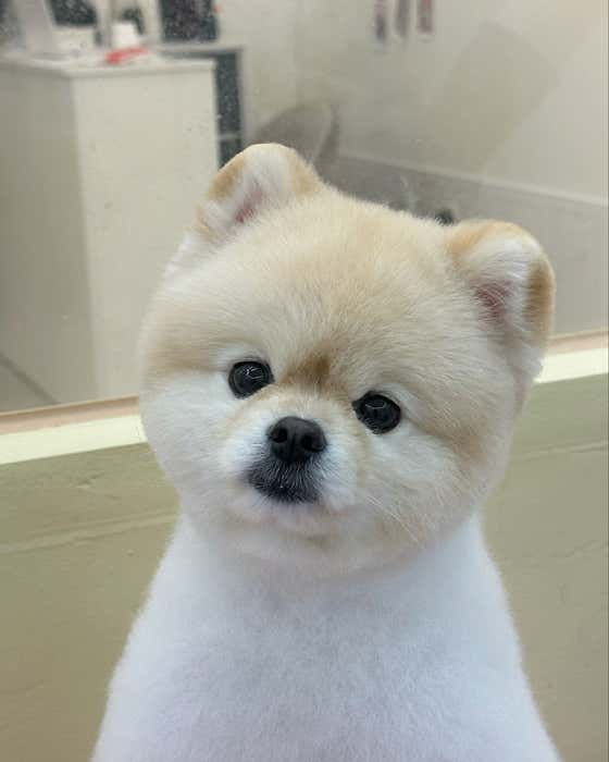 슈몽슈몽 대표이미지