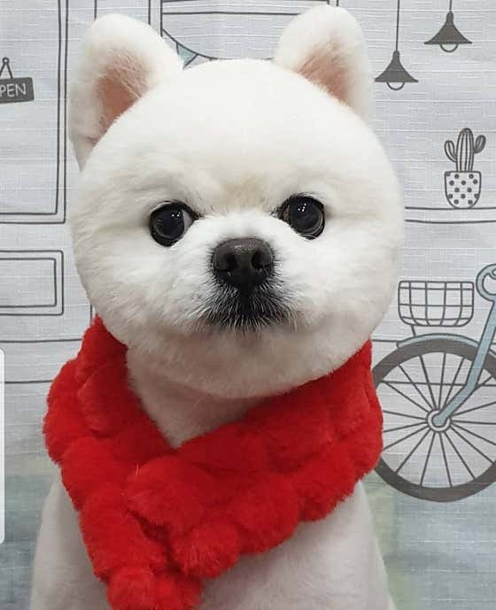 메가펫 · 네이버 지도·플레이스 10