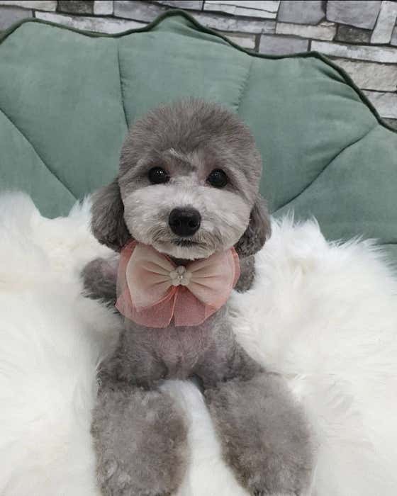메가펫 · 네이버 지도·플레이스 8