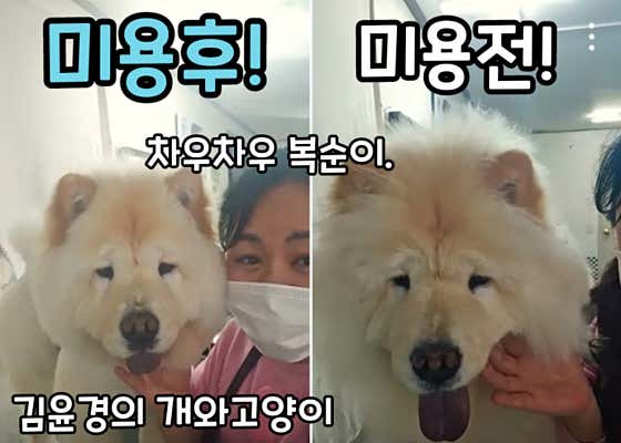 김윤경의 개와 고양이 미용실 대표이미지
