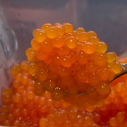 Salmon Egg펄(보바) 메뉴 사진(네이버)
