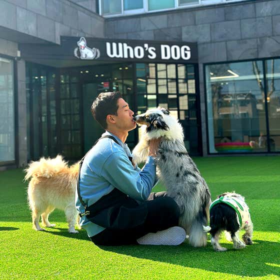 후스독 애견유치원 대표이미지