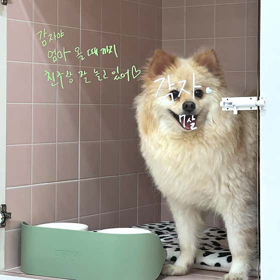 후스독 애견유치원 · 네이버 지도·플레이스 8