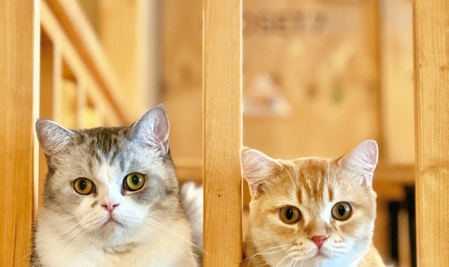 고양이다락방 대표 사진