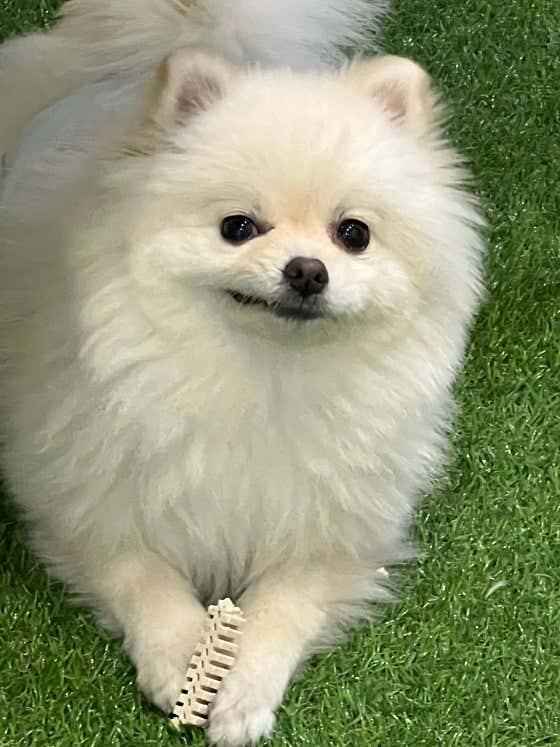 나랑놀개 애견유치원 · 네이버 지도·플레이스 8