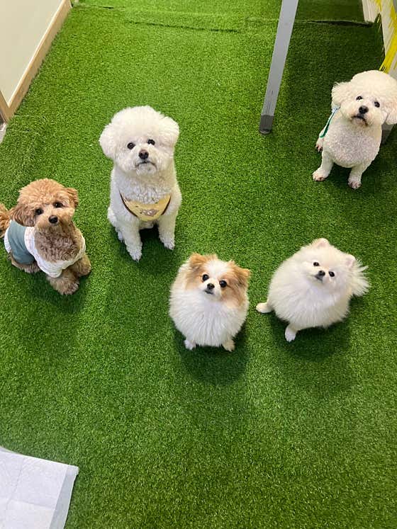 나랑놀개 애견유치원 · 네이버 지도·플레이스 9