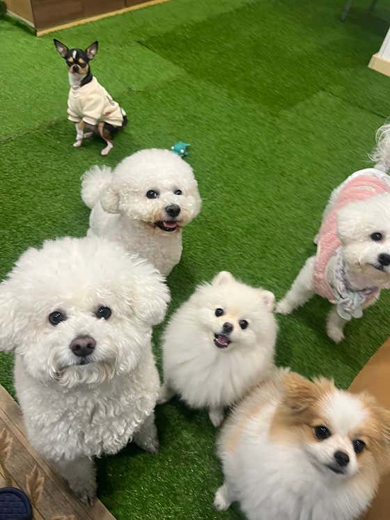 나랑놀개 애견유치원 · 네이버 지도·플레이스 6