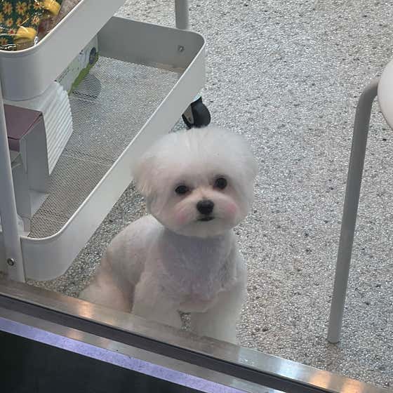 아워퍼피 · 네이버 지도·플레이스 7
