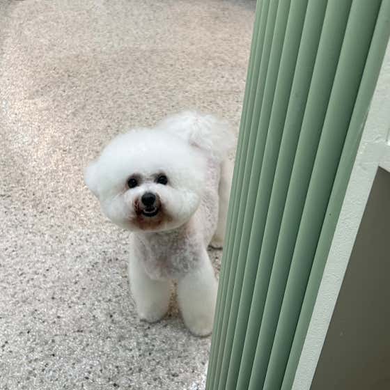 아워퍼피 · 네이버 지도·플레이스 3