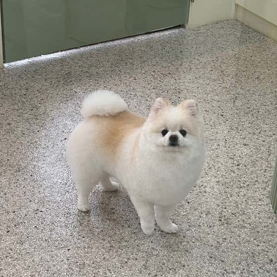 아워퍼피 · 네이버 지도·플레이스 6