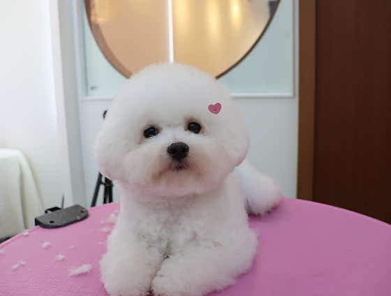 에스티비숑프리제