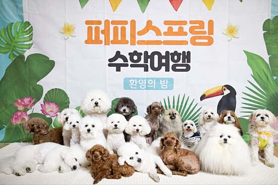 퍼피스프링 일산점 · 네이버 지도·플레이스 3