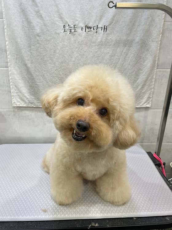이쁘당개 · 네이버 지도·플레이스 10
