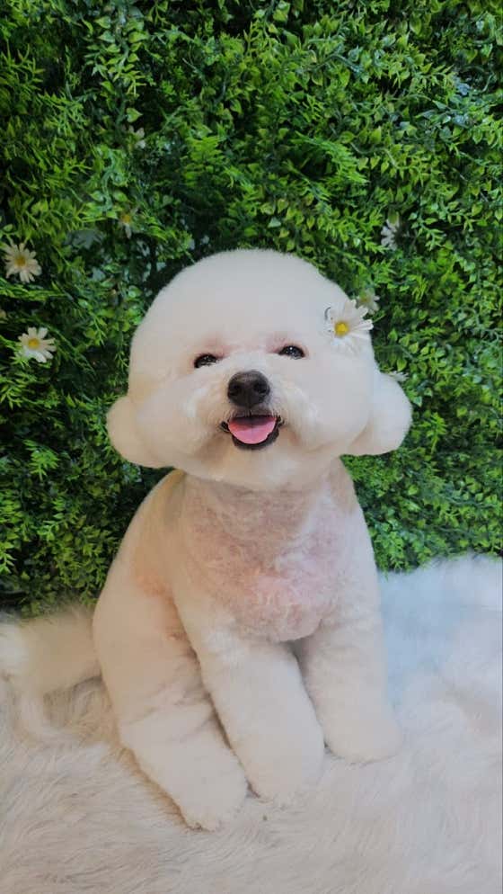 펫더헤븐 본점 · 네이버 지도·플레이스 3