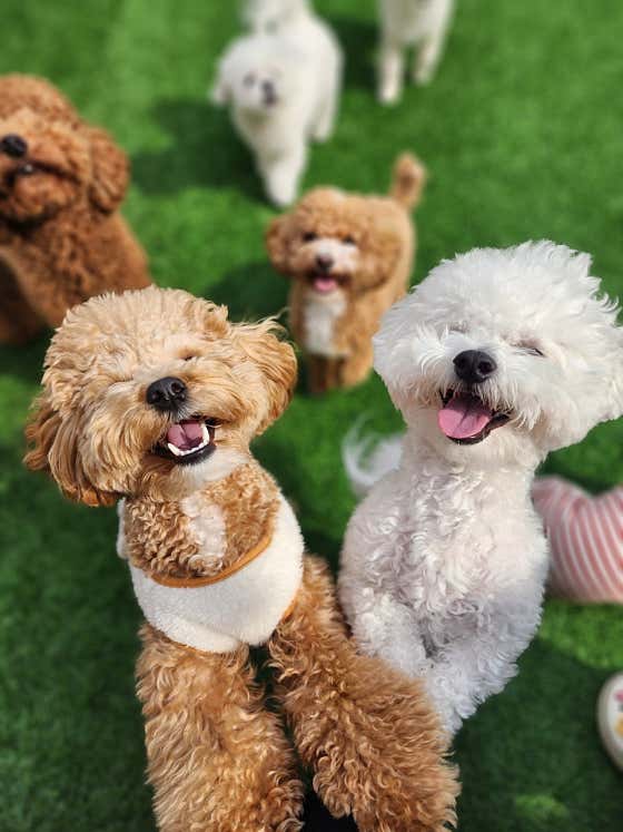 도그도그펫 애견유치원 호텔 미용 대표이미지