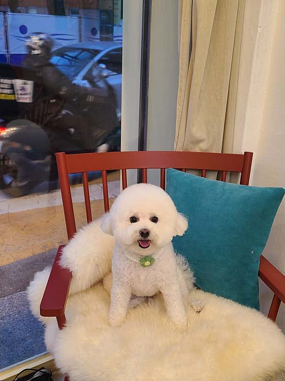 오꽁댕댕묭실 · 네이버 지도·플레이스 10