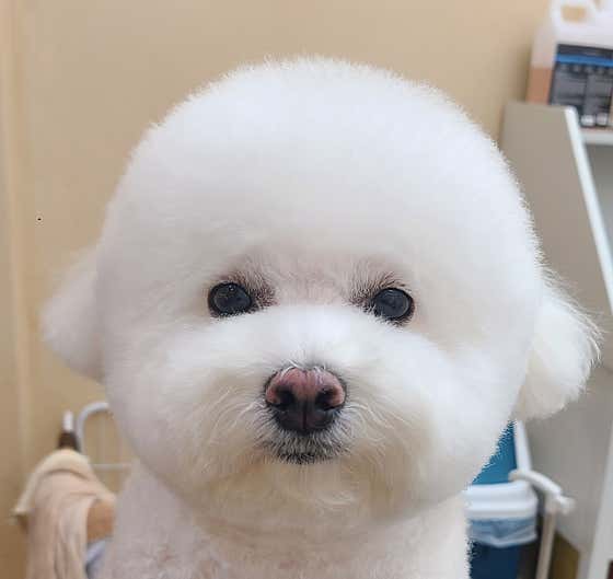 오꽁댕댕묭실 대표이미지