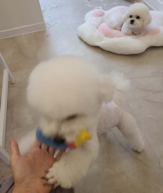 오꽁댕댕묭실 · 네이버 지도·플레이스 7
