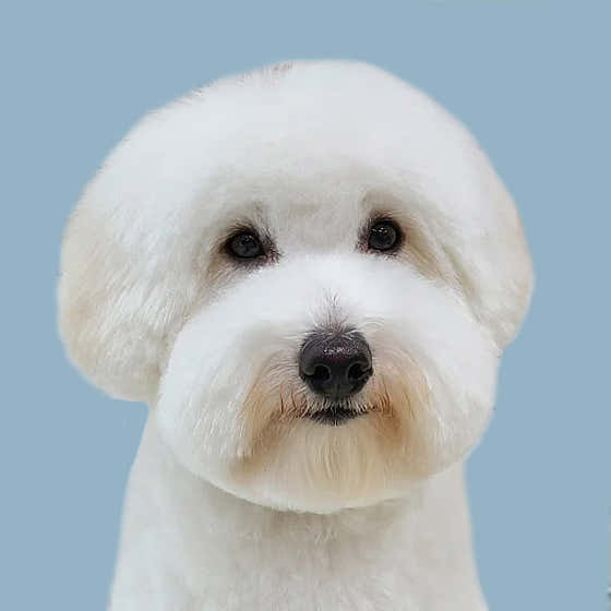 허니비 펫살롱 · 네이버 지도·플레이스 4