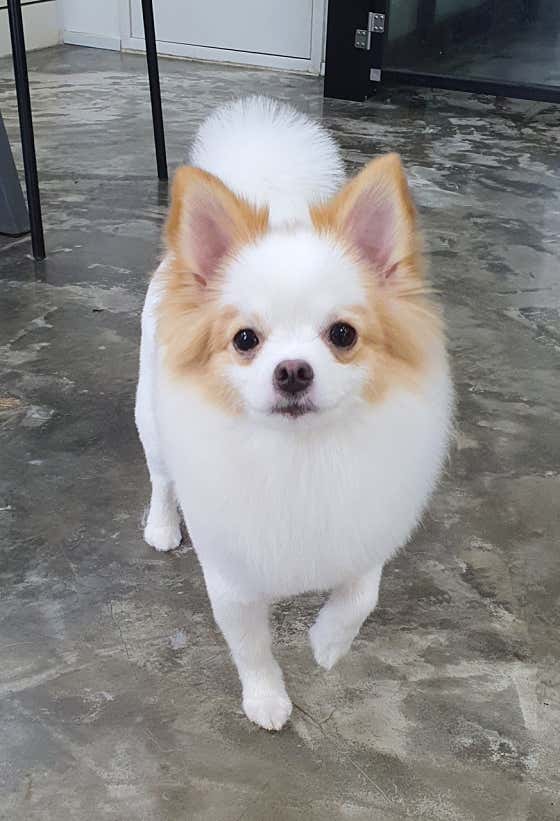 쁘띠살롱