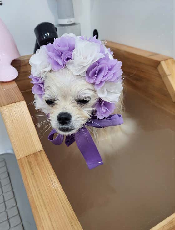 러블리몽 · 네이버 지도·플레이스 4