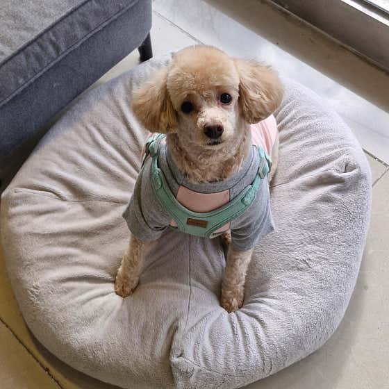 바둑이 예쁘개 · 네이버 지도·플레이스 10