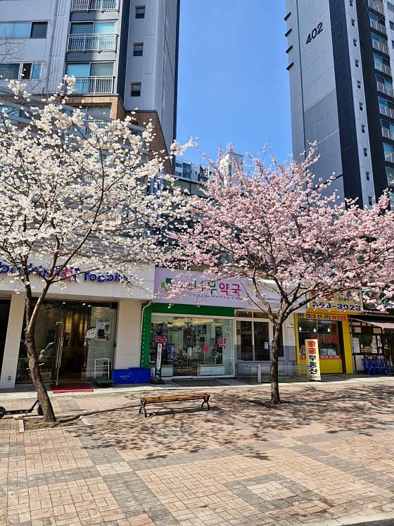 상암나무약국