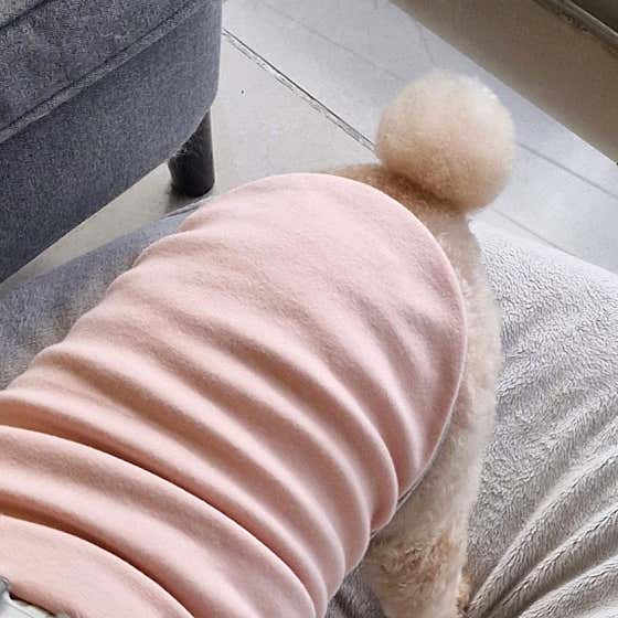 바둑이 예쁘개 · 네이버 지도·플레이스 9
