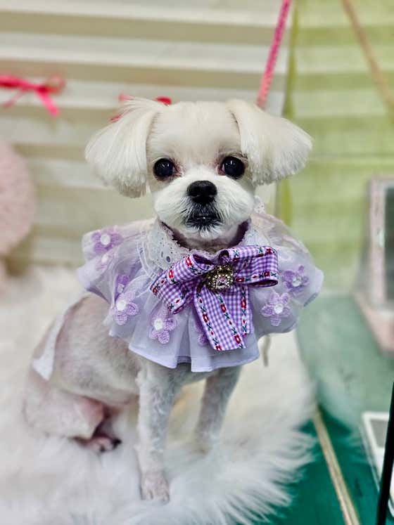 아프리카펫센터 · 네이버 지도·플레이스 10