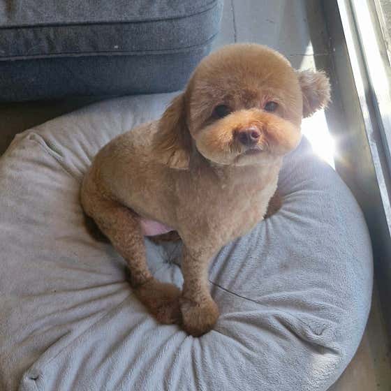 바둑이 예쁘개 · 네이버 지도·플레이스 3