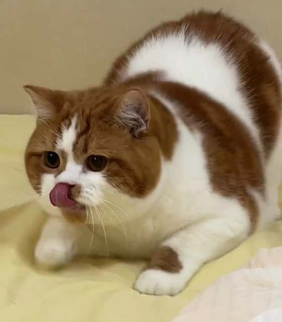 🐈 우리집 고양이 정식 메뉴 사진(네이버)