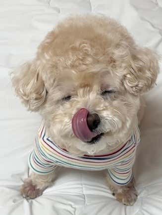 🐶 우리집 강아지 보리 메뉴 사진(네이버)