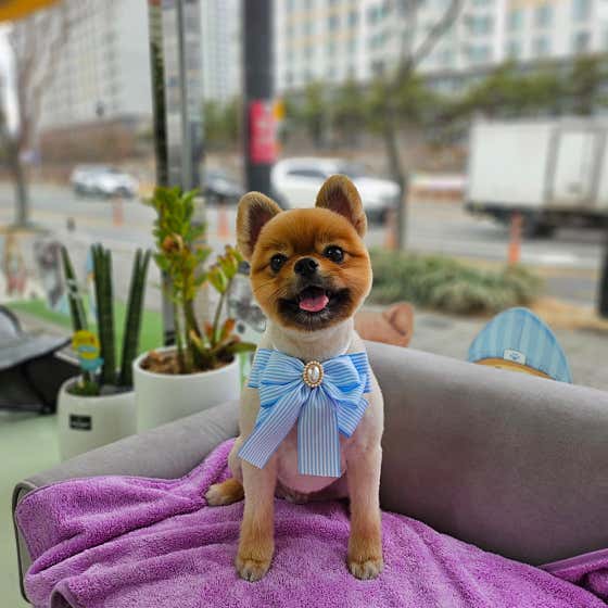 만족하개 · 네이버 지도·플레이스 5