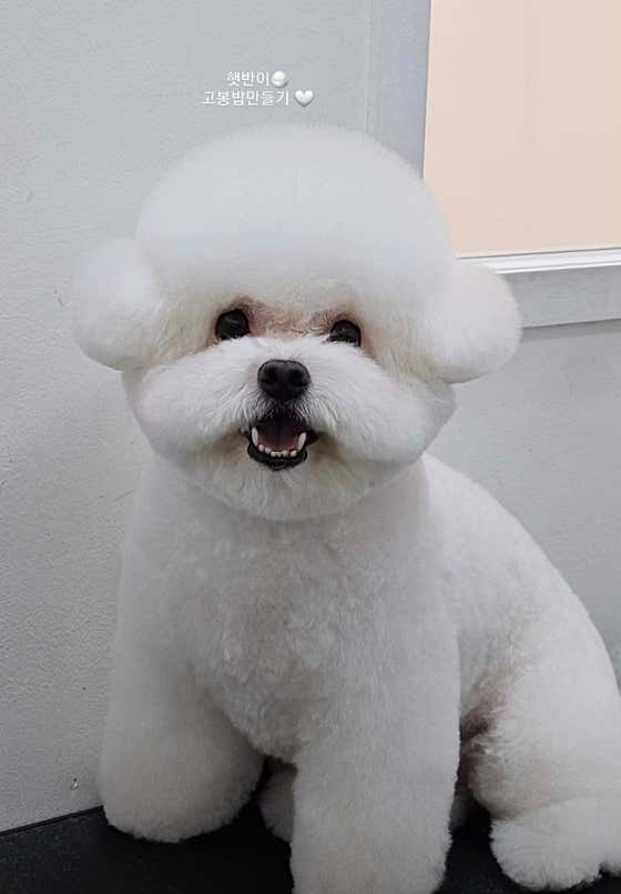 멍멍이미용실
