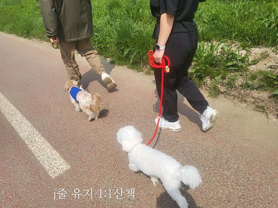 숲속에댕댕이 · 네이버 지도·플레이스 4
