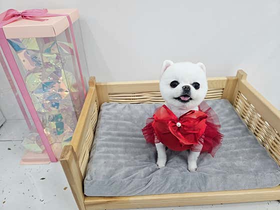 멍멍개야 · 네이버 지도·플레이스 6