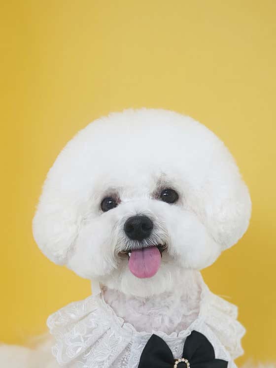 솔펫살롱 · 네이버 지도·플레이스 10