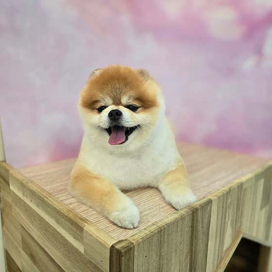 다듬 · 네이버 지도·플레이스 6