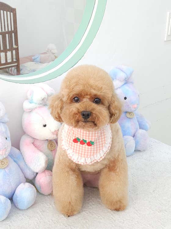 섬댕 강아지미용실 · 네이버 지도·플레이스 10