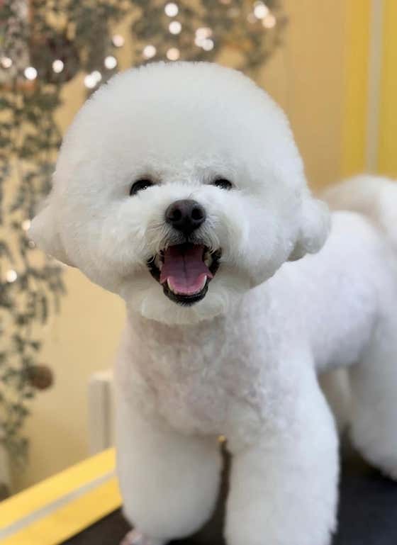 송단이네 반려견미용실