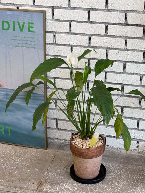 뜨아 메뉴 사진(네이버)
