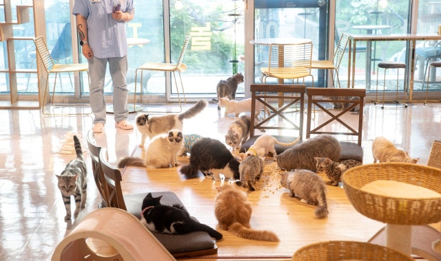 야옹아놀자캣카페 동성로점 대표 사진