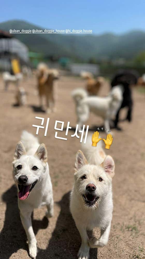 도기하우스 애견 유치원 호텔 울산 대형견 · 네이버 지도·플레이스 4