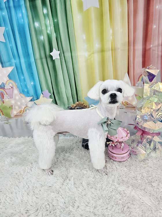 멍멍개야 · 네이버 지도·플레이스 4