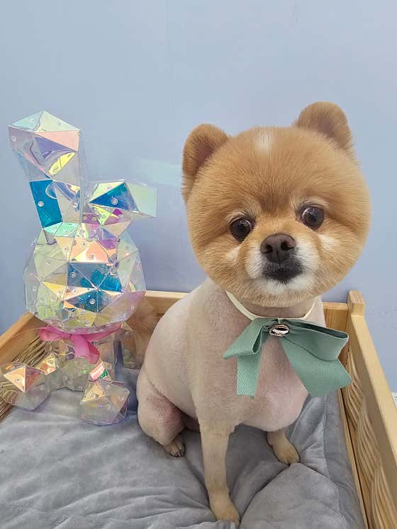 멍멍개야 · 네이버 지도·플레이스 5