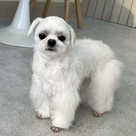 영주애견미용실 여기오개 · 네이버 지도·플레이스 9